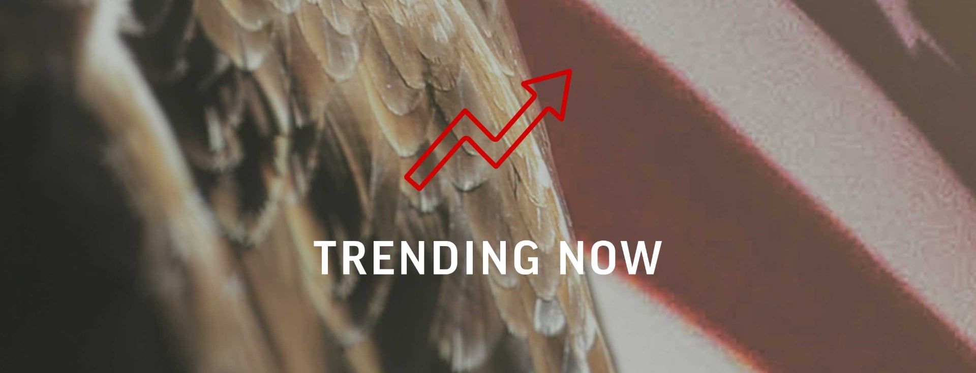 shop for deals on trending items