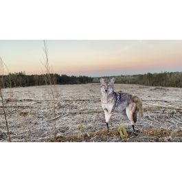 Montana Decoy Song Dog Coyote Decoy Palmetto State Armory