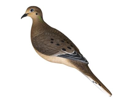 Avian-X AXP Full Body Dove Decoy, Pack of 6