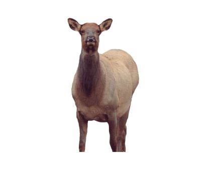 Montana Decoy Eichler Elk Cow Decoy