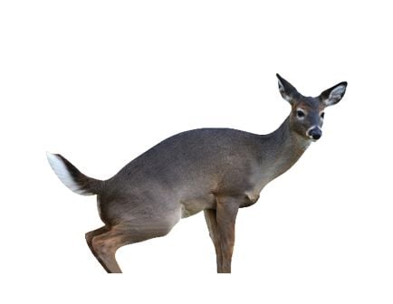 Montana Decoy Estrus Betty Whitetail Buck Decoy