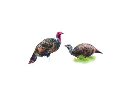 Montana Decoy Purrfect Pair XD Turkey Decoy Combo Pack